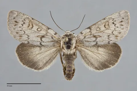 Xestia intermedia