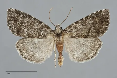 Xestia lupa