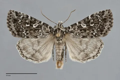 Xestia mixta