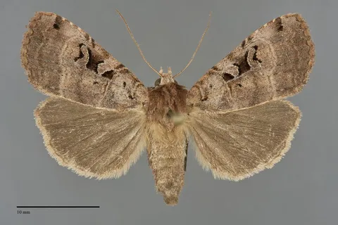 Xestia normanianus