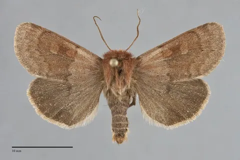 Xestia okakensis