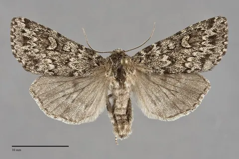 Xestia perquiritata