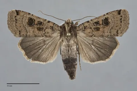 Xestia plebeia