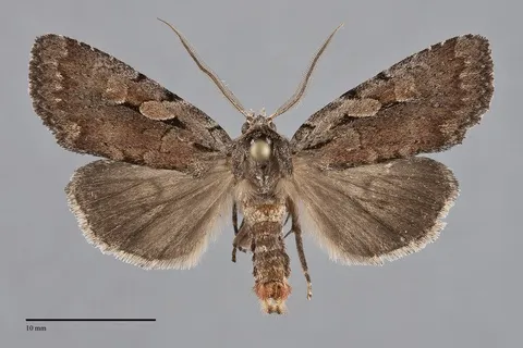 Xestia praevia