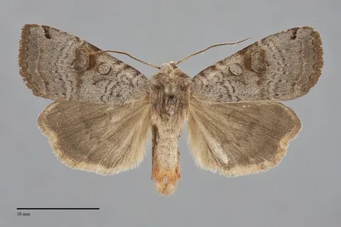 Xestia smithii