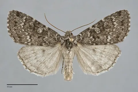Xestia speciosa