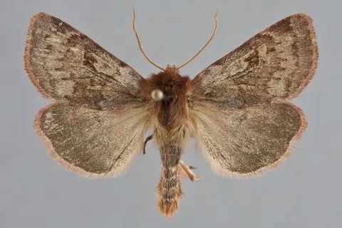 Xestia tecta