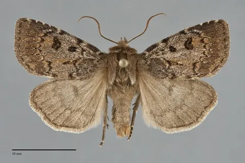 Xestia ursae