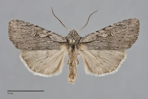 Xestia vernilis