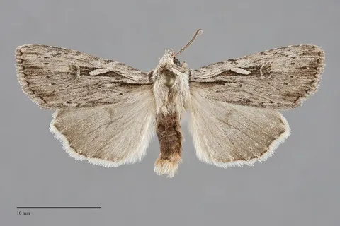 Xestia verniloides