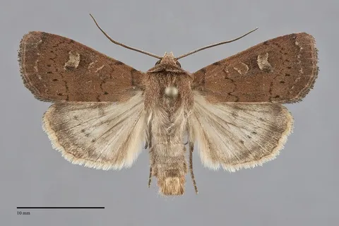 Xestia xanthographa