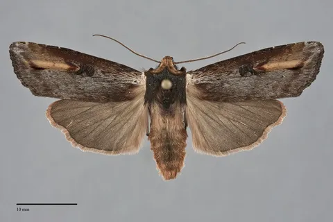 Xylena cineritia