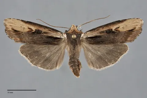Xylena curvimacula