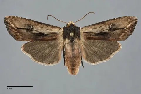Xylena nupera