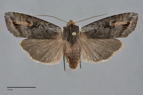 Xylena thoracica