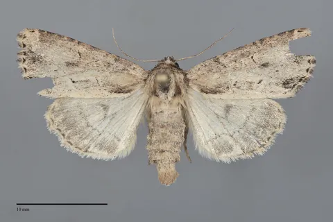 Xylomoia chagnoni