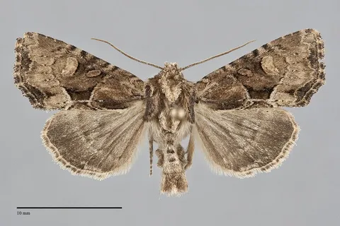 Xylomoia indirecta