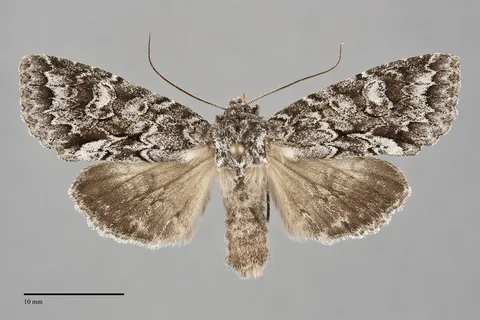 Xylotype arcadia