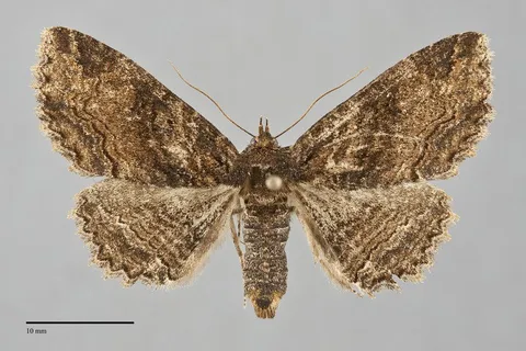 Zale minerea