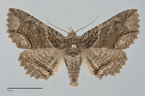 Zale rubi