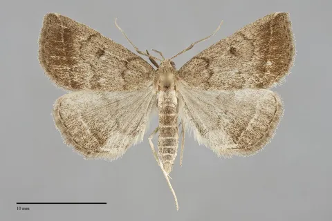 Zanclognatha jacchusalis