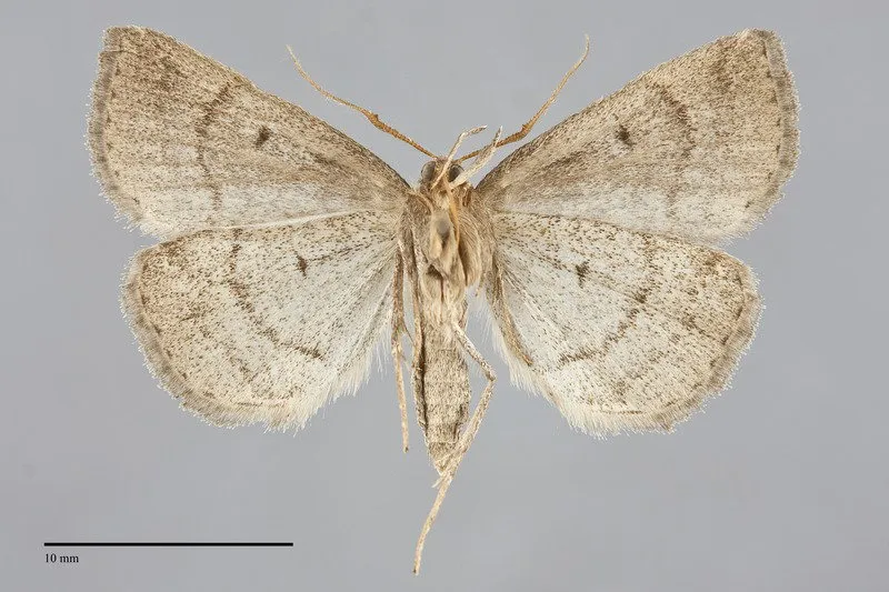 Zanclognatha jacchusalis