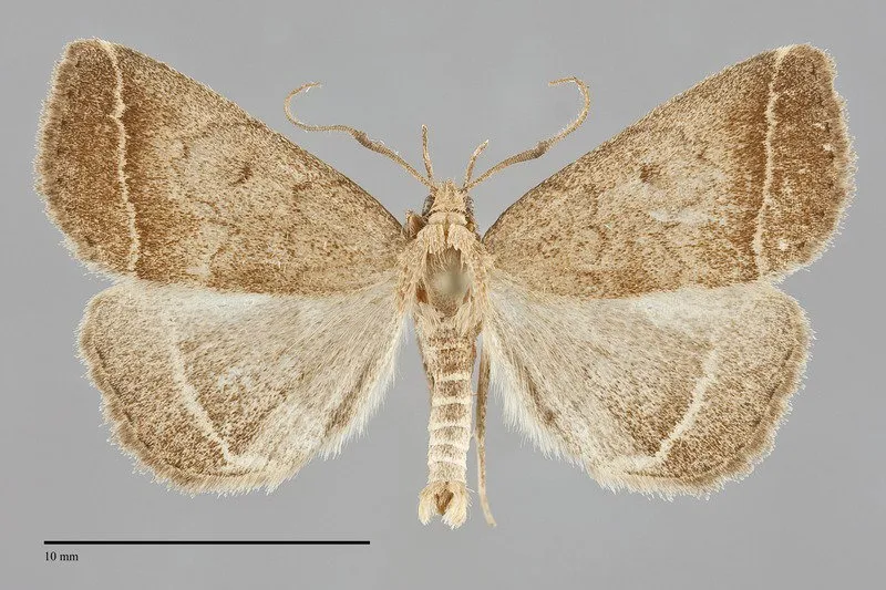 Zanclognatha jacchusalis