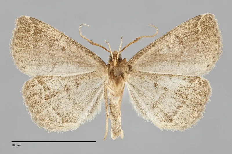Zanclognatha jacchusalis