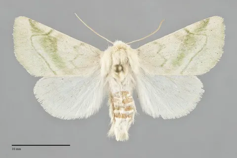 Zotheca tranquilla