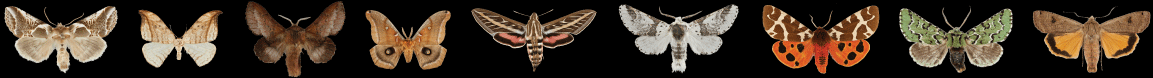 Pacific Northwest moths — a row of specimen photographs on black