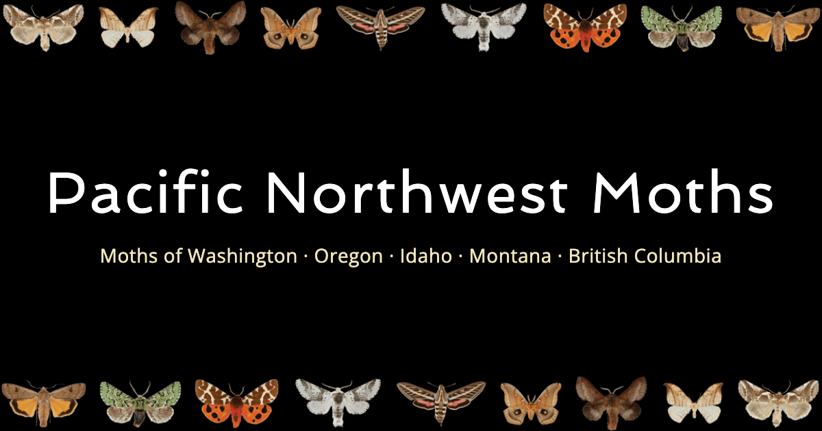 Glossary — PNW Moths